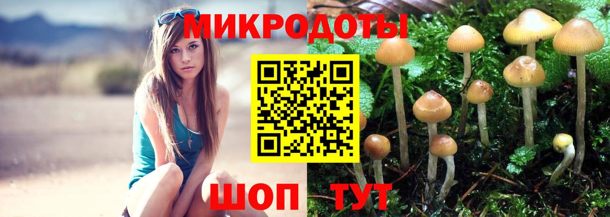Псилоцибиновые грибы Psilocybe Бугуруслан